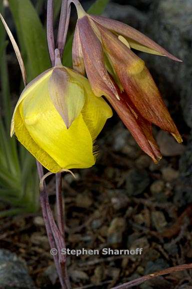 calochortus raichei 1 graphic